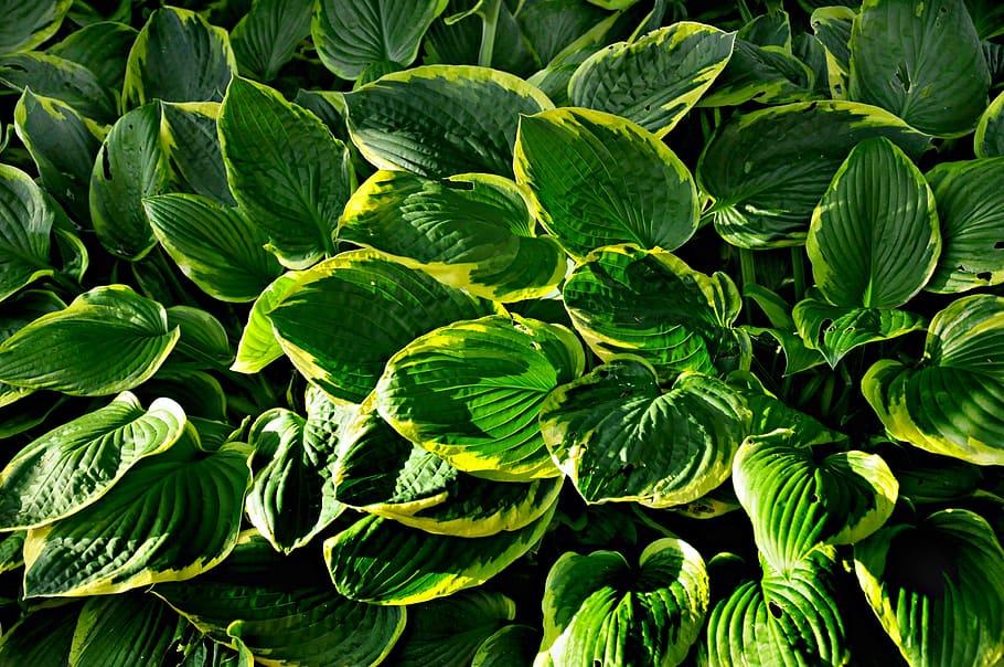 Yellow-green leaves.