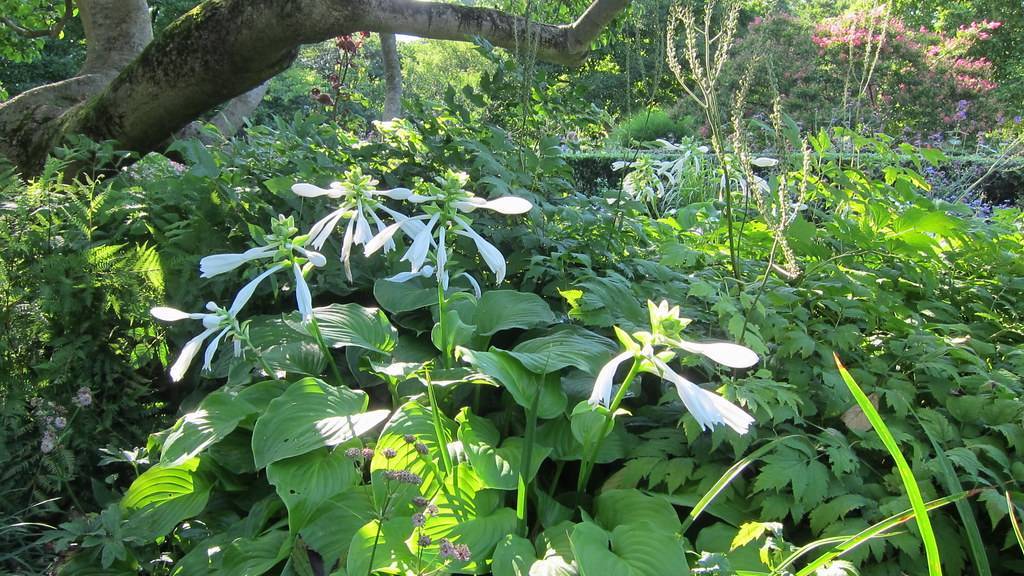 Hosta plantaginea displaying its lush, broad leaves in shades of green and white, purple flowers