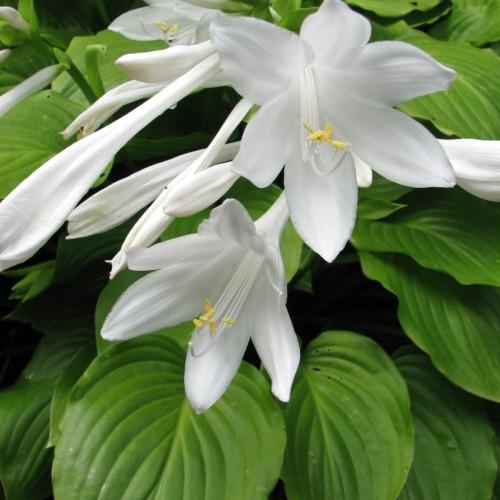 White flower with white stigma, white style, white filament, yellow anthers, white buds, yellow midrib, yellow veins, green stems and leaves.