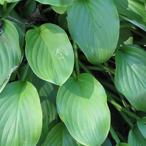 Green leaves with green petiole.