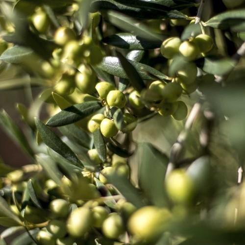 lime-yellow fruits with dark-green leaves