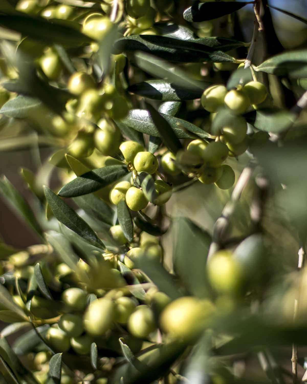 Arbequina European Olive - Growing Tips, Info, Guide & Question