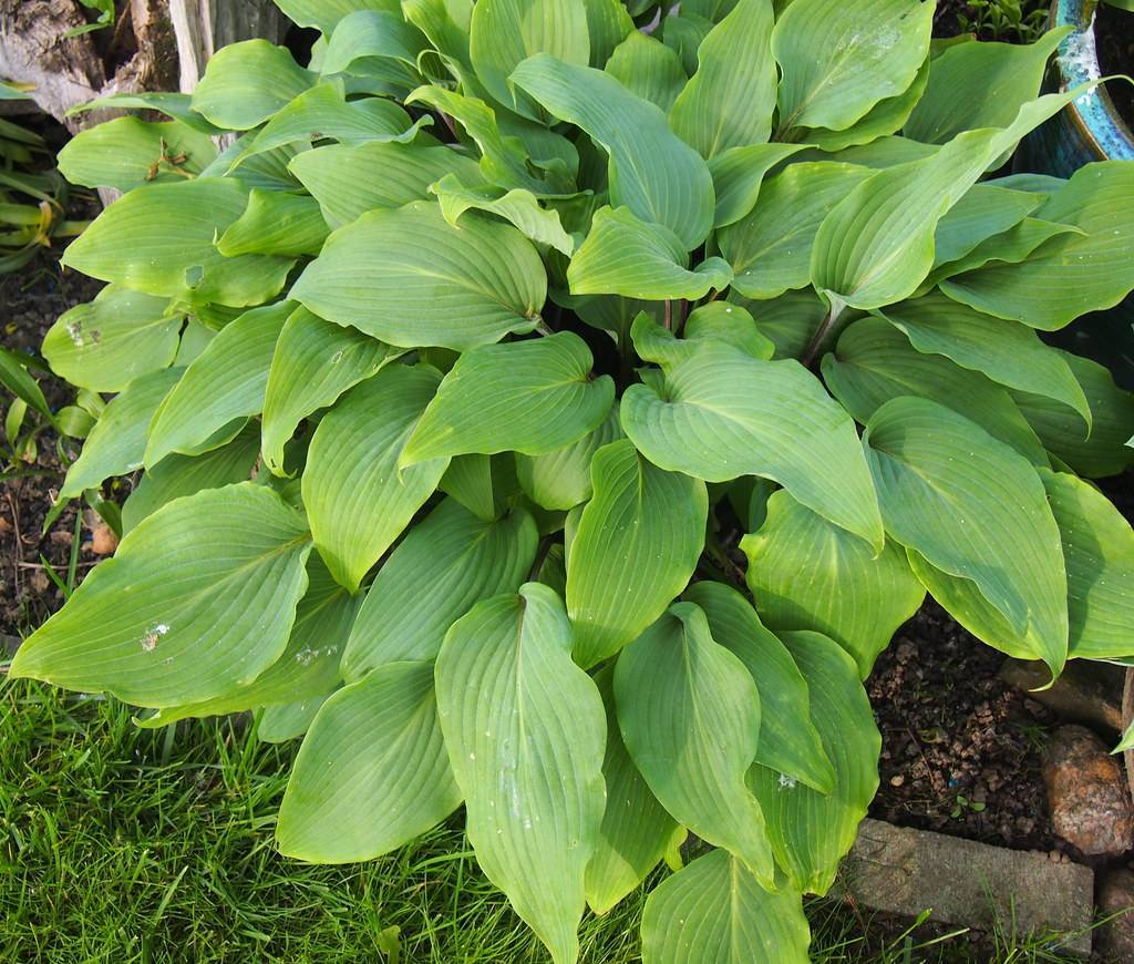 Hosta 'Red October' featuring green, yellow foliage with heart-shaped leaves having linings