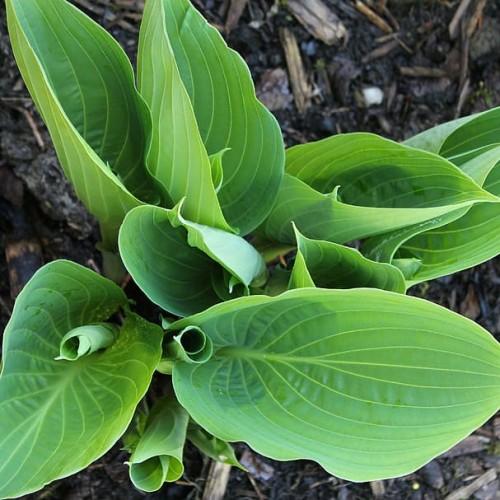 Green leaves with yellow blades, yellow midrib and veins