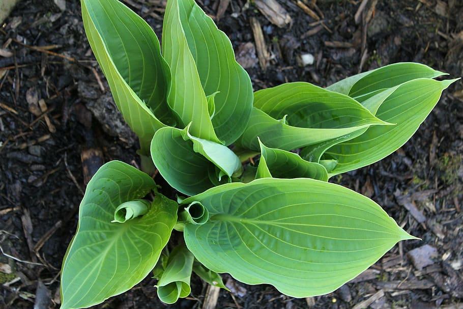 Green leaves with light-green midrib , light-green veins, green petiole and white blades.