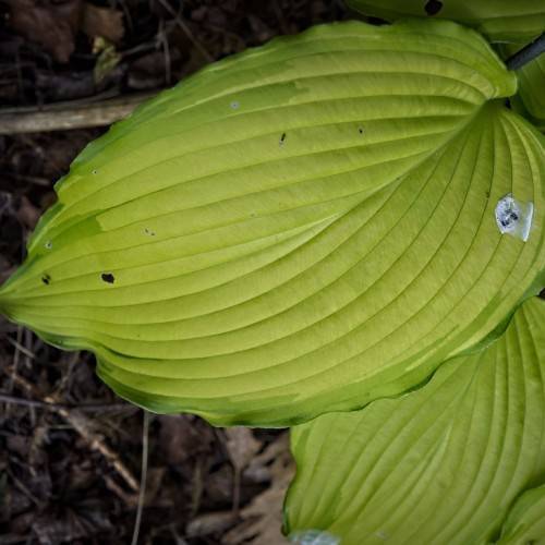 Hosta 'Ruffles' highlighting textured and ruffled foliage with broad, heart-shaped yellow, green leaves