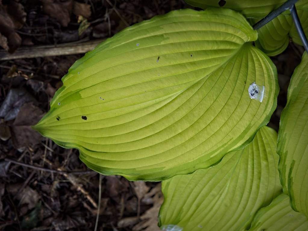 Hosta 'Ruffles' highlighting textured and ruffled foliage with broad, heart-shaped yellow, green leaves