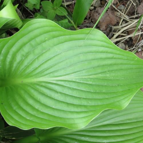 Green leaves with yellow midrib.