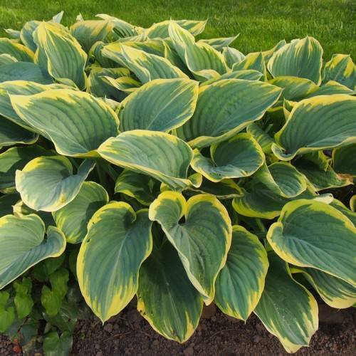 Hosta 'Sagae' showcasing its variegated foliage with broad, elongated leaves in shades of green and creamy yellow