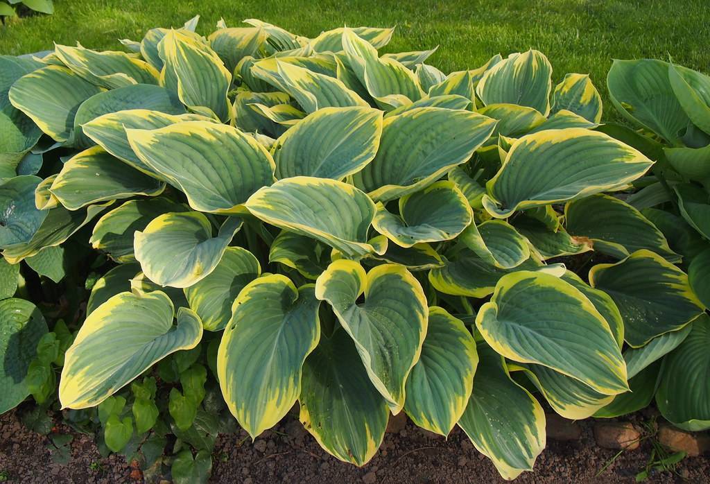 Hosta 'Sagae' showcasing its variegated foliage with broad, elongated leaves in shades of green and creamy yellow