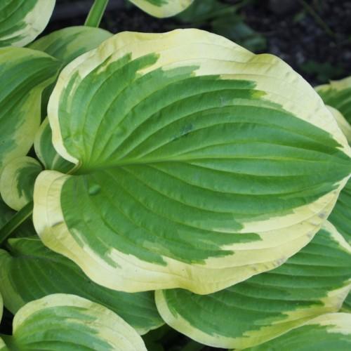 Yellow-green leaves with yellow midrib, yellow blades, and yellow-green petiole.