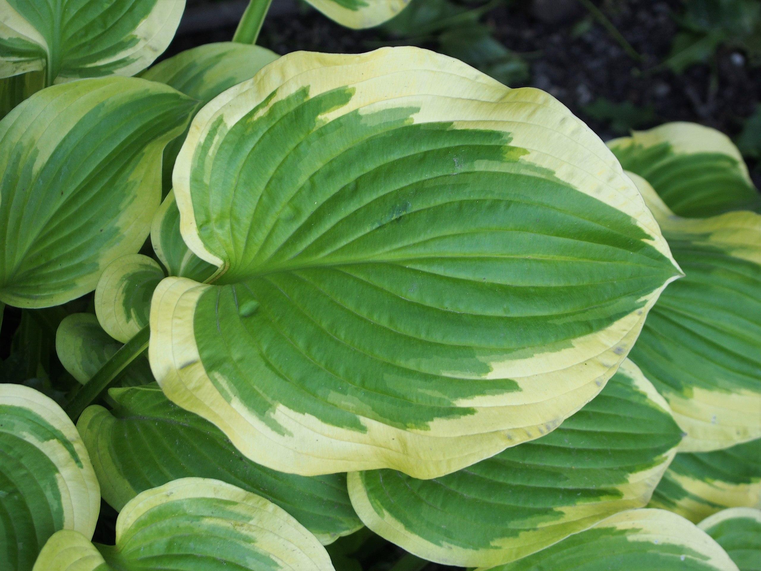 Yellow-green leaves with yellow midrib, yellow blades, and yellow-green petiole.
