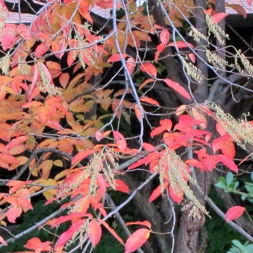gray branches and gray trunk, red leaves and yellow flowers.
