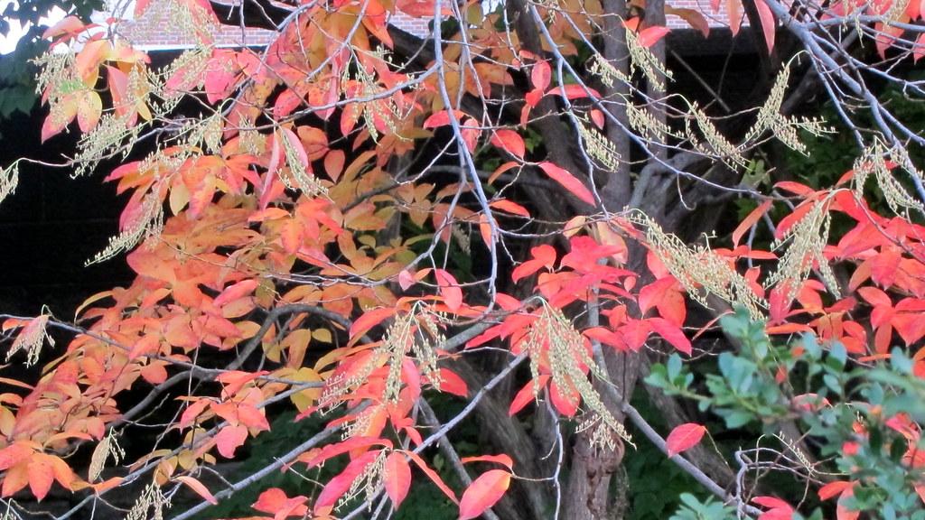 gray branches and gray trunk, red leaves and yellow flowers.