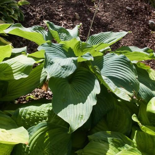 Hosta sieboldiana with large, textured, blue-green heart-shaped leaves forming a dense mound