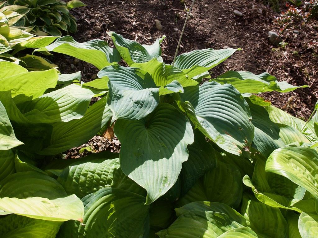 Hosta sieboldiana with large, textured, blue-green heart-shaped leaves forming a dense mound