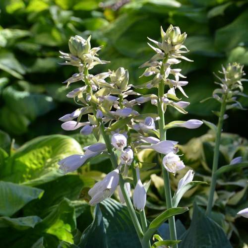 Hosta sieboldiana featuring blusih white flowers spikes on tall stalks and broad, blue-green leaves