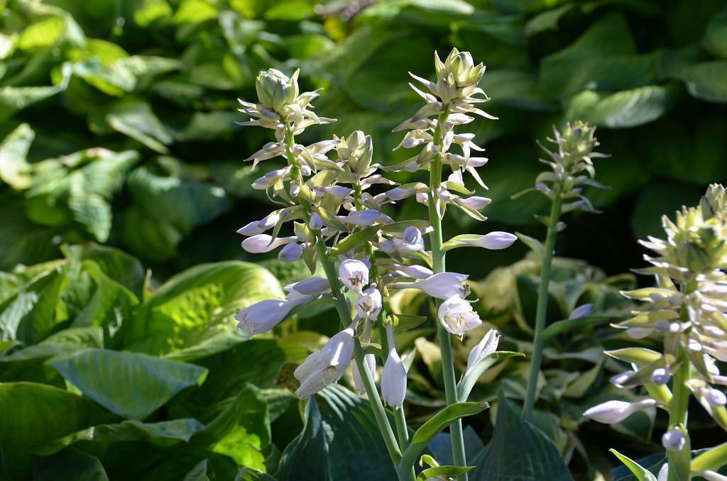 Hosta sieboldiana featuring blusih white flowers spikes on tall stalks and broad, blue-green leaves