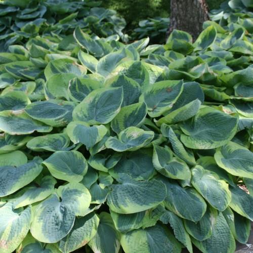 Yellow-green leaves with yellow midrib and blades.