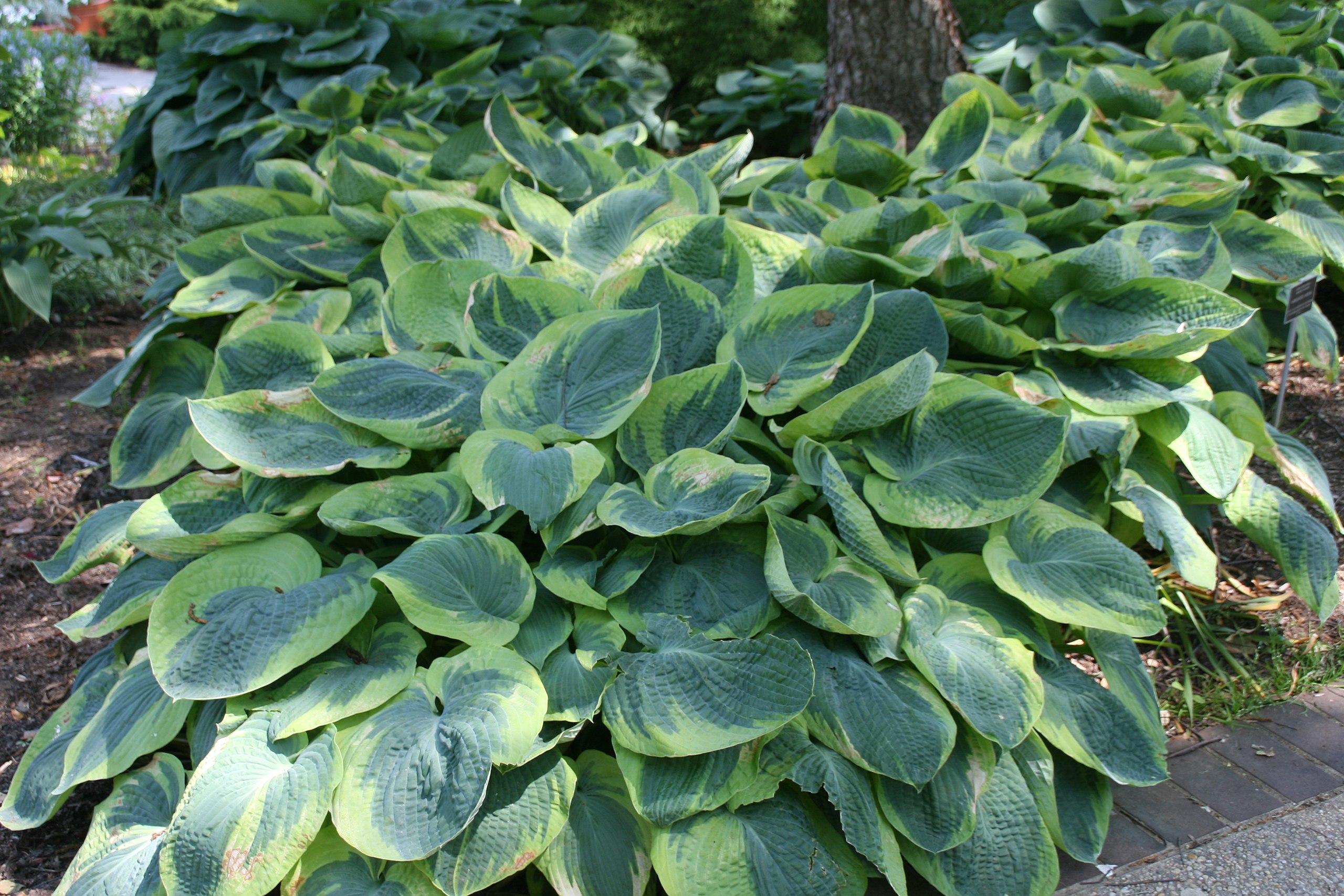 Yellow-green leaves with yellow midrib and blades.