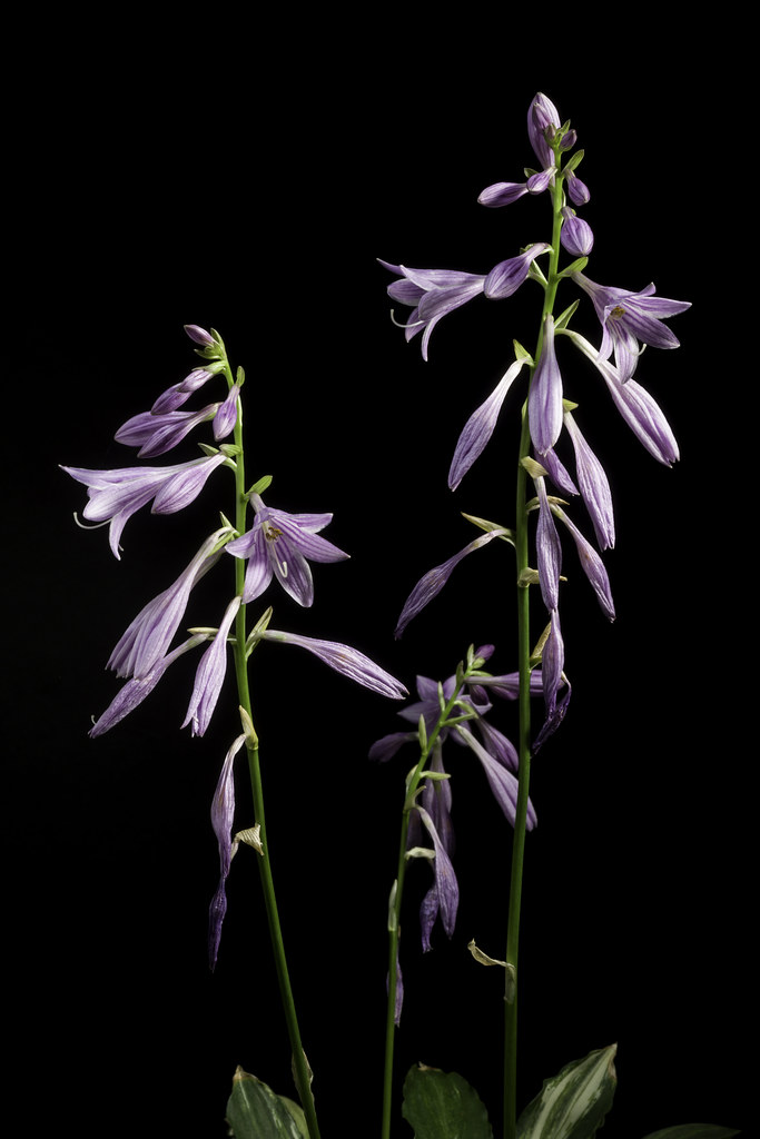 Narrow-leaved hosta (Hosta lancifolia) flowers with lavender-colored petals forming a cluster on tall green stems