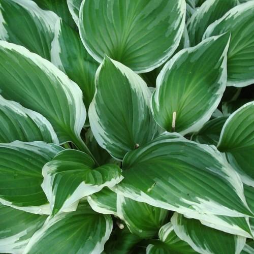 Green-white leaves.