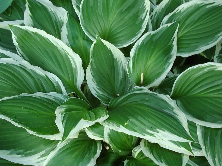 Green-white leaves.