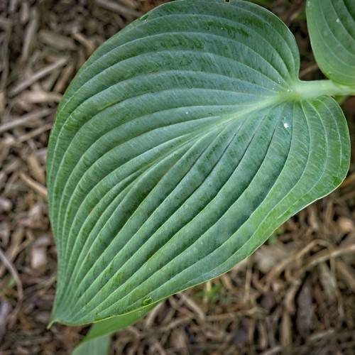 Hosta 'Sparkling Burgundy' - dark purple, green heart-shaped leave with linings and serrated margin
