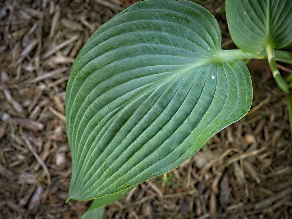 Hosta 'Sparkling Burgundy' -  dark purple, green heart-shaped leave with linings and serrated margin