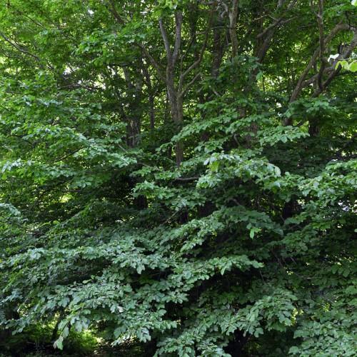 gray-brown trunk, gray branches with dark-green leaves.