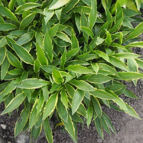 Hosta 'Stiletto' featuring slender, lance-shaped leaves with green color and yellow margins forming an upright mound