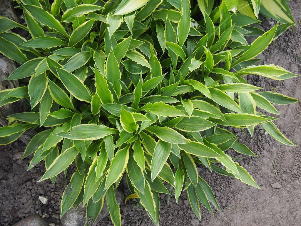 Hosta 'Stiletto' featuring slender, lance-shaped leaves with green color and yellow margins forming an upright mound