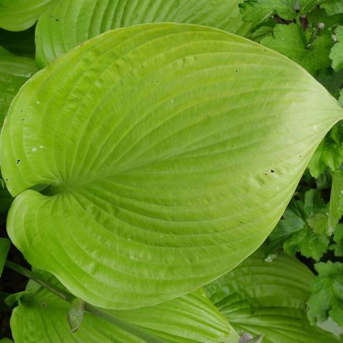 Hosta 'Sum and Substance' showcasing its large, vibrant green heart shaped leaf with a smooth, textured surface