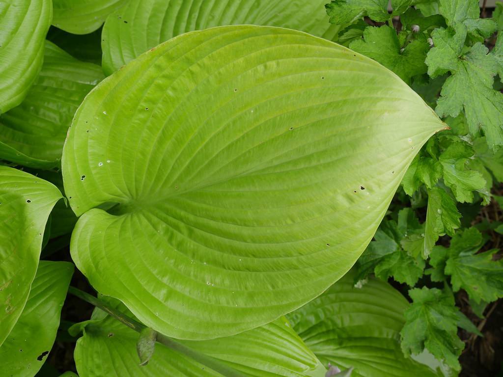 Hosta 'Sum and Substance' showcasing its large, vibrant green heart shaped leaf with a smooth, textured surface