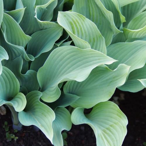 Green leaves.