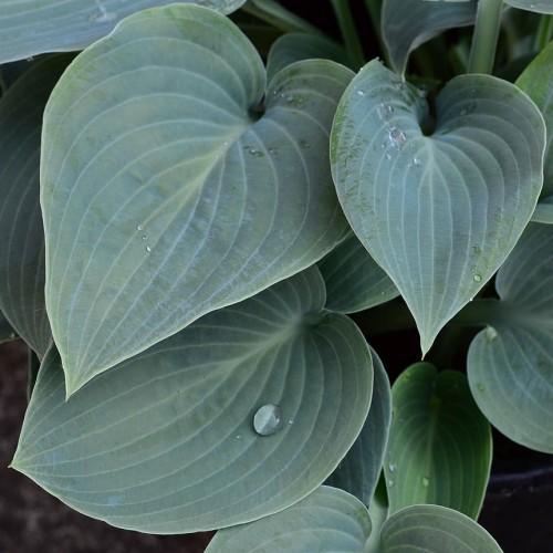 Green leaves with yellow midrib and veins.