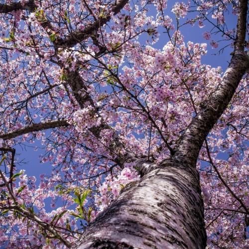 lavender-pink flowers with lime foliage, brown branches and gray-brown trunk