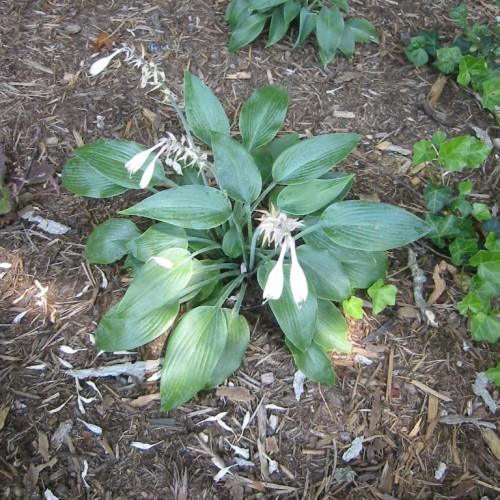 White flower with white stigma, white buds green leaves and petiole.