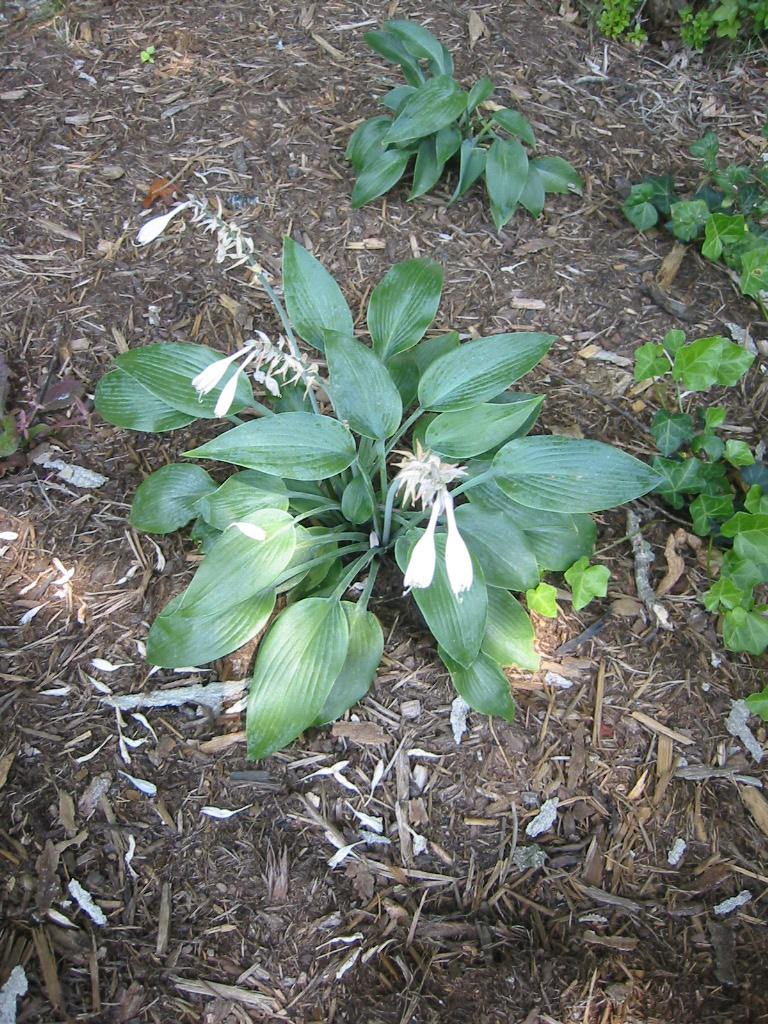 White flower with white stigma, white buds green leaves and petiole.