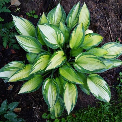 Green-lime leaves with lime petiole and yellow blades.