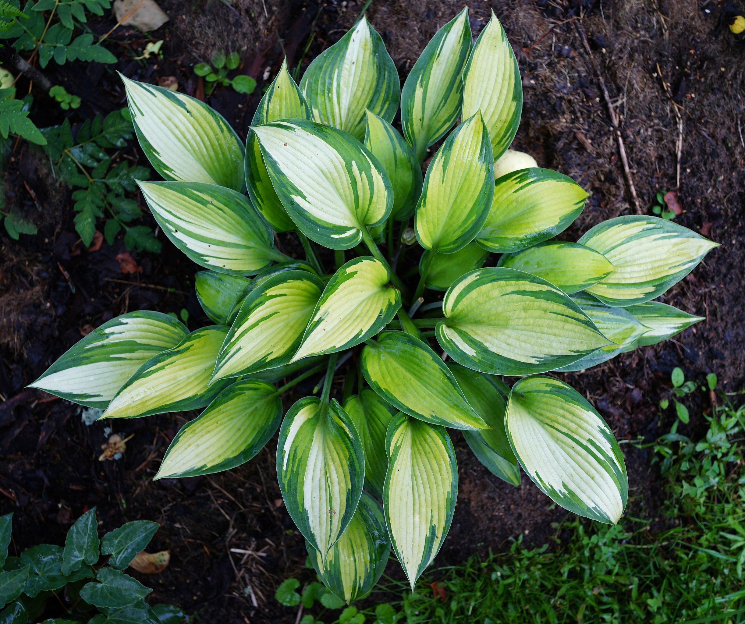 Green-lime leaves with lime petiole and yellow blades.