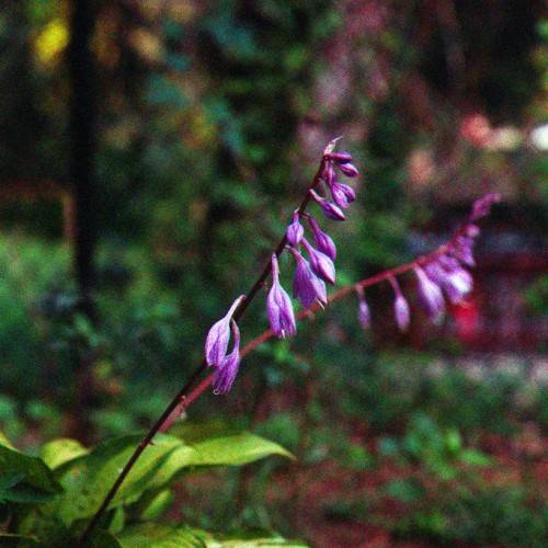 Hosta 'Temple Bells' showcasing bell-shaped purple flowers on tall red stems above a cluster of green, broad and textured leaves