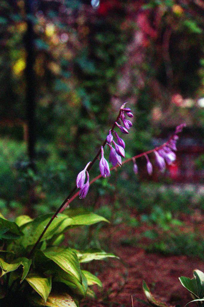 Hosta 'Temple Bells' showcasing bell-shaped purple flowers on tall red stems above a cluster of green, broad and textured leaves