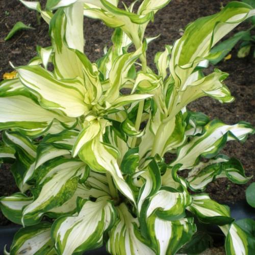 Yellow-green leaves with yellow stems.