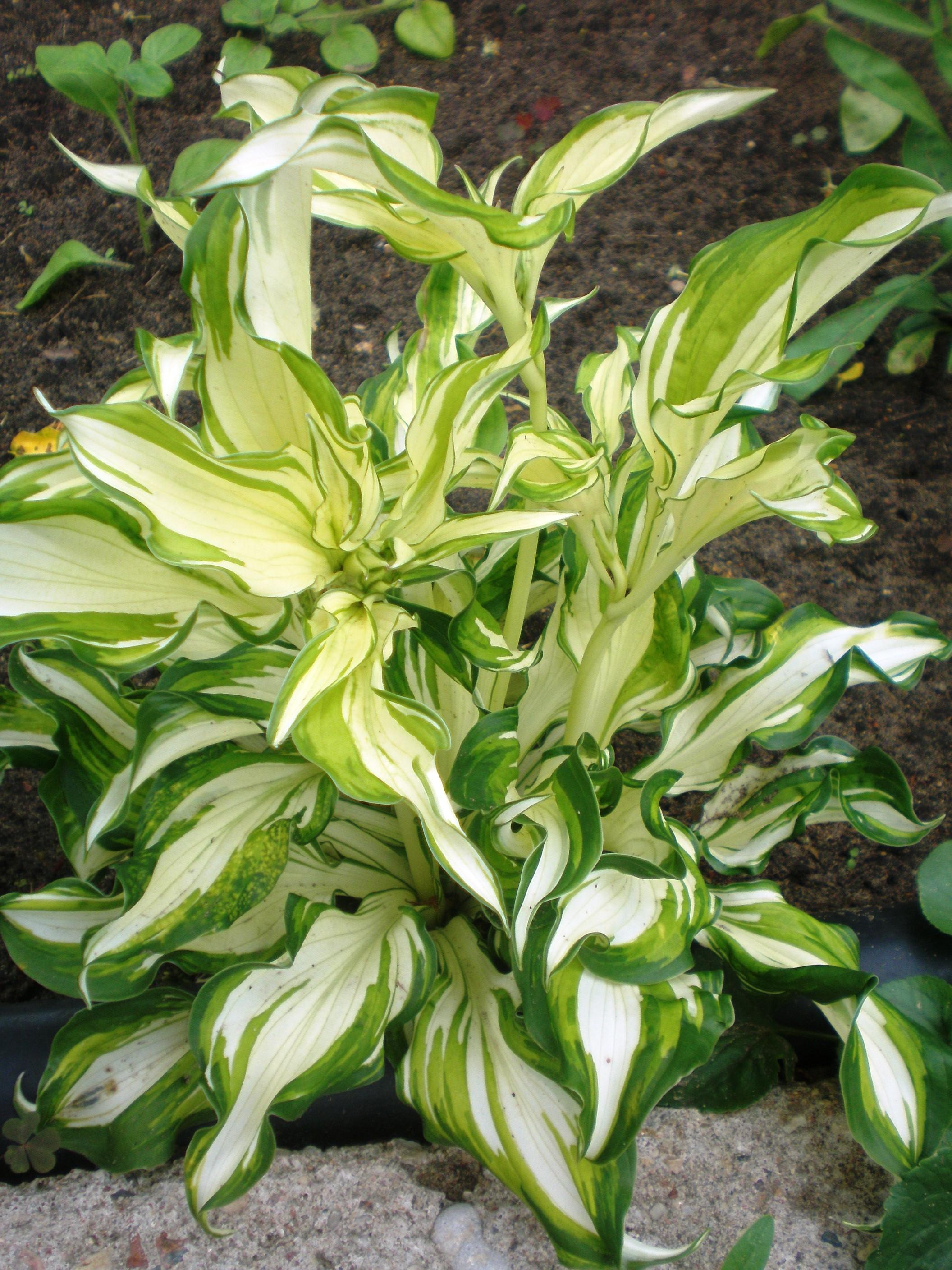 Yellow-green leaves with yellow stems.