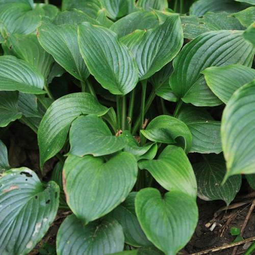 Green leaves with green stems.