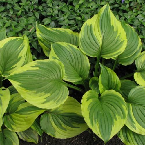 Lime-green leaves with green stems.