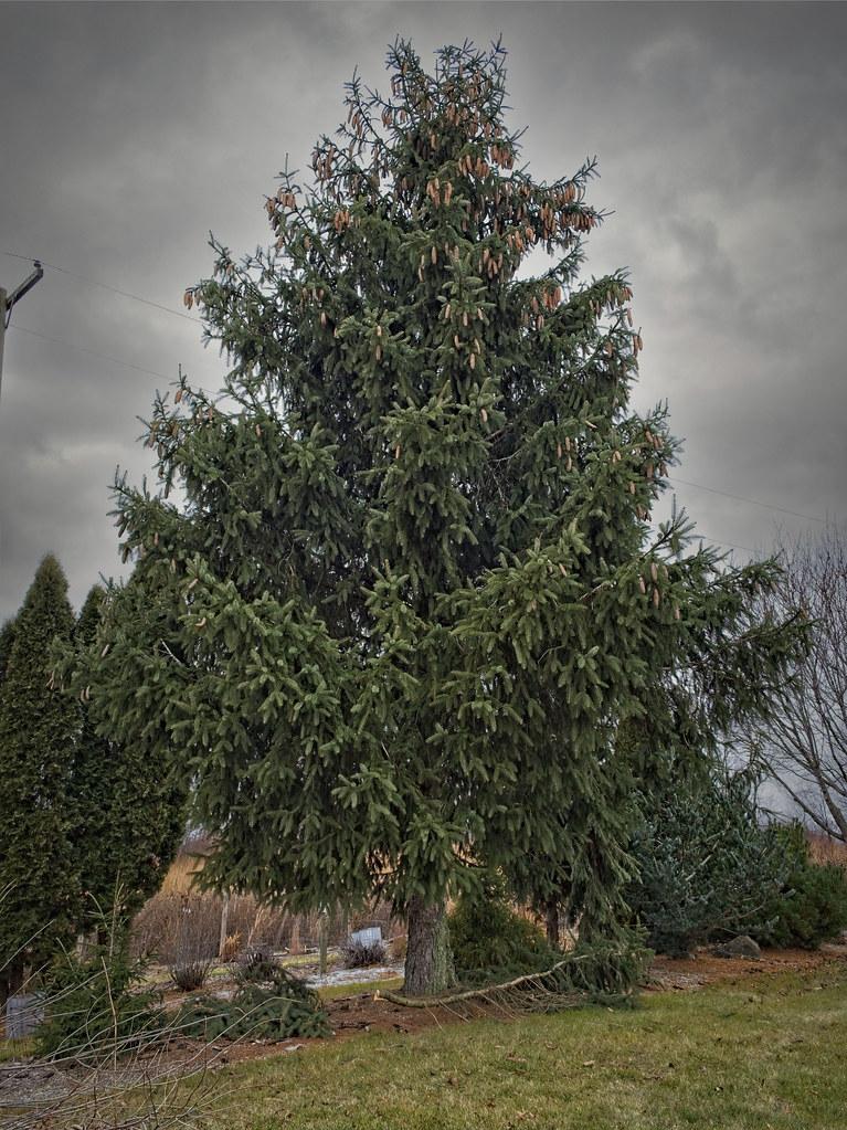 A gray-brown trunk with gray-brown branches and dark-green leaves.