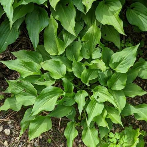 Green leaves with green stems, white midrib and veins.