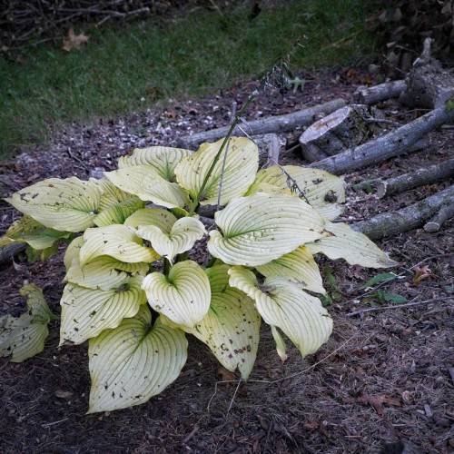 Hosta 'White Feather' displaying leaves with vivid green centers and white edges
